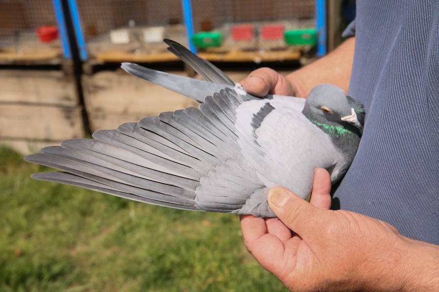 Mid-West Pigeon Racing Federation's Vice President Ed Strudwick stretches wing of racing pigeon.