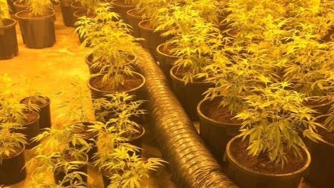 picture of cannabis plants under hydroponic lights inside one of warehouses raided by police.