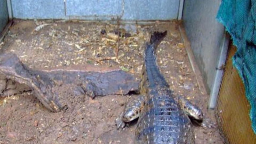 A crocodile that died from poisoning
