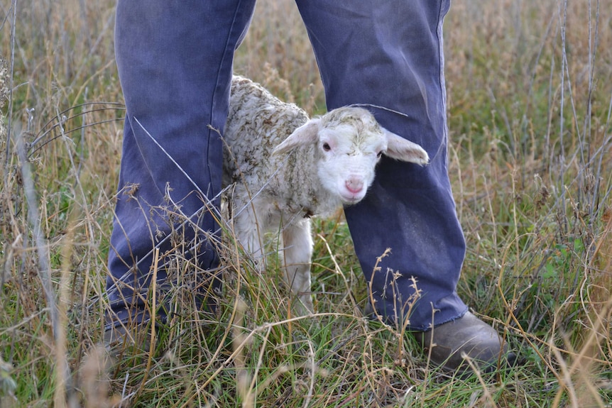 A newborn lamb stands between Ken Keith's legs