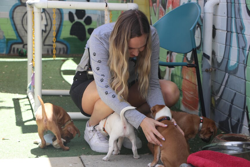 Several puppies sniffing the ground while being patted by a girl