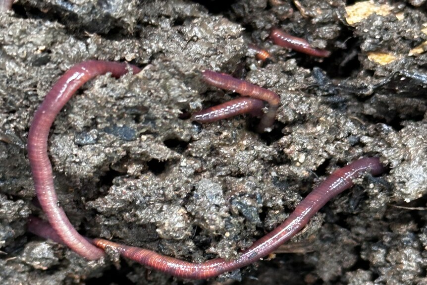 черви в почве