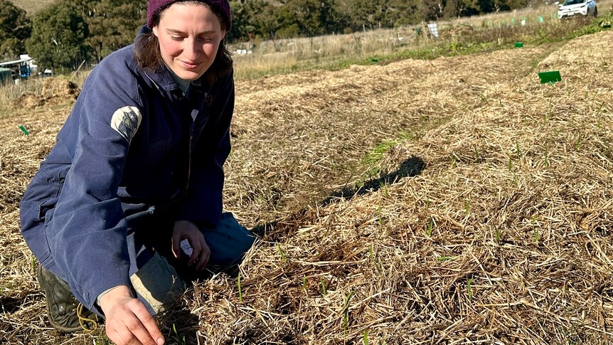 A person sitting beside a row of small plants, in rows of straw-covered soil.