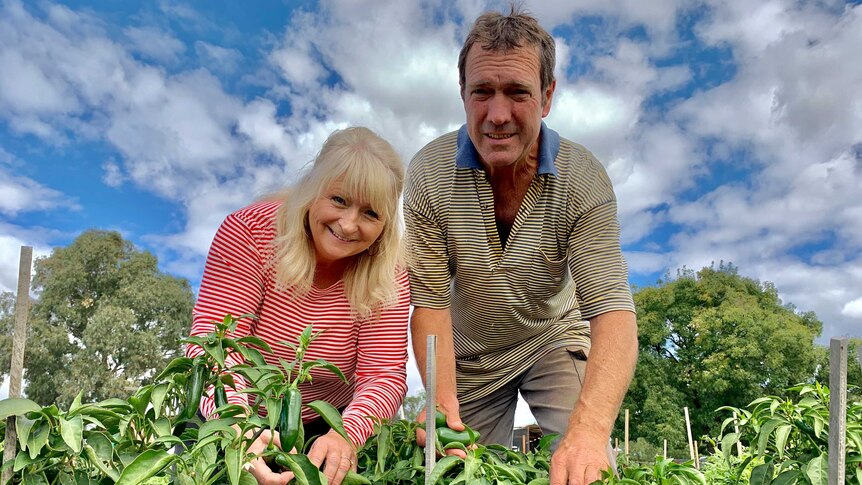 Two adults are leaning over touching chilli plants looking at the camera with a blue sky behind them.