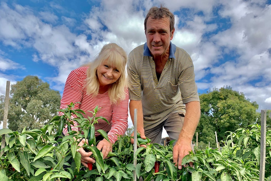 Two adults are leaning over touching chilli plants looking at the camera with a blue sky behind them.