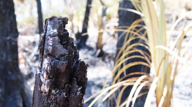 burnt tree stump in the aftermath of a bushfire