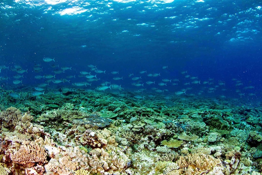 Coral Reef of One Tree Island Near Gladstone.