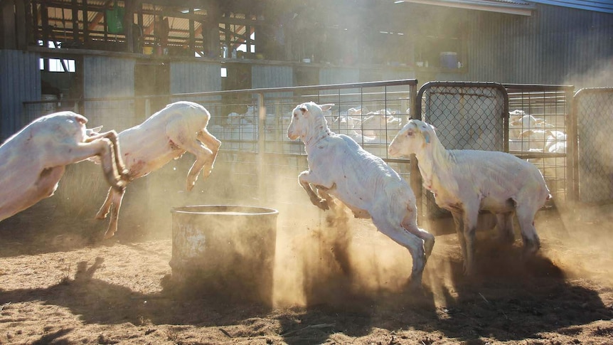 Sheep jump out of a shearing shed into a dusty yard at grazier Peter Clark's property near Longreach in Queensland