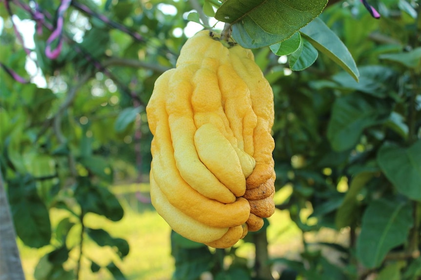 An exotic Buddha Hand growing in Australia