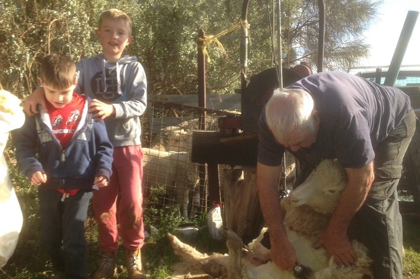A man shearing sheep and two young boys watching on next to him