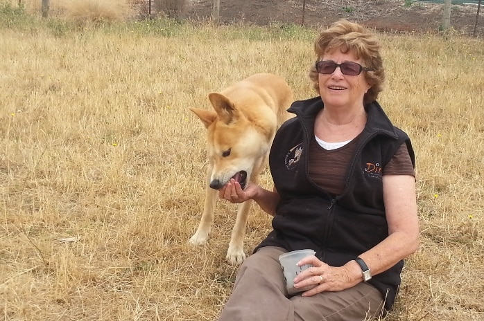 A woman sits on dry grass with her legs out, while a dingo eats from her right hand.