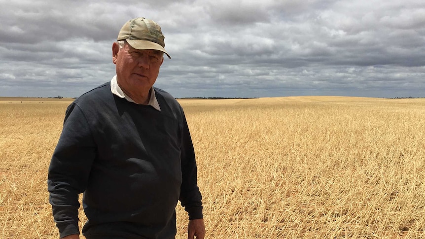 Farmer Colin Hunt stands in his hail-damaged wheat crop in north west Victoria.
