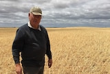 Farmer Colin Hunt stands in his hail-damaged wheat crop in north west Victoria.