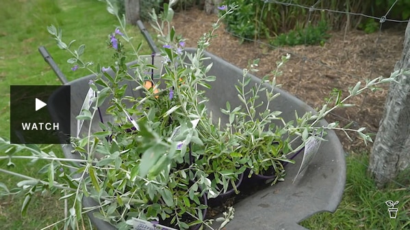 Plants in pots in a wheelbarrow. Has Video