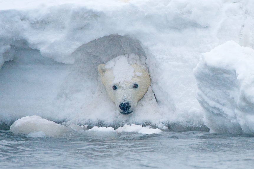 A polar bear poking its head through the snow.
