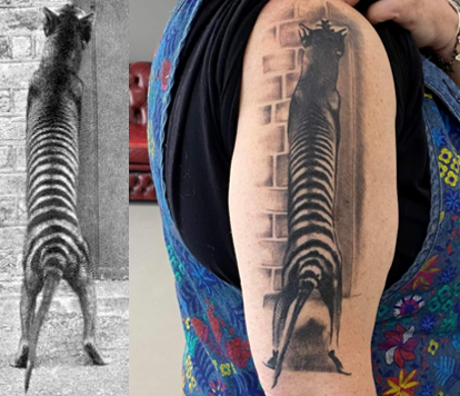 Black and white photo of thylacines back and tattooed arm of same image