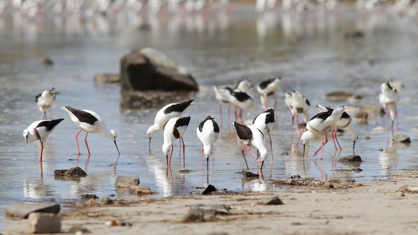 Banded Stilts