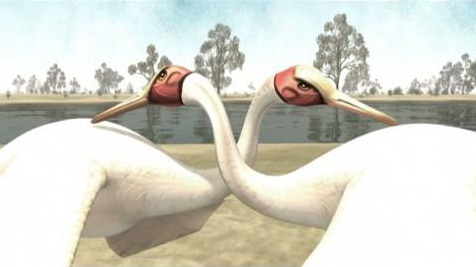Two brolga birds with heads entwined
