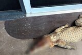 A dead crocodile on concrete with a bullet wound in its head