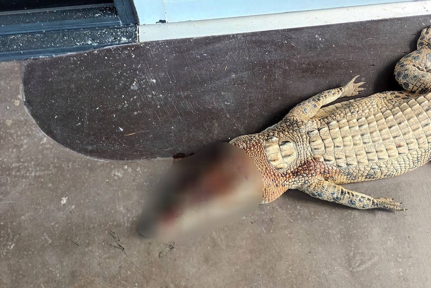 A dead crocodile on concrete with a bullet wound in its head
