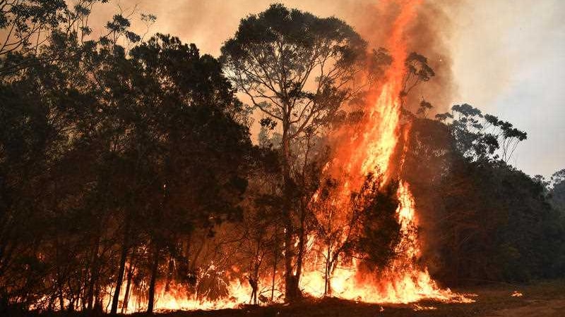 A huge tower of flames rises out of bushland.