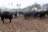 Beef cows on Flinders Island