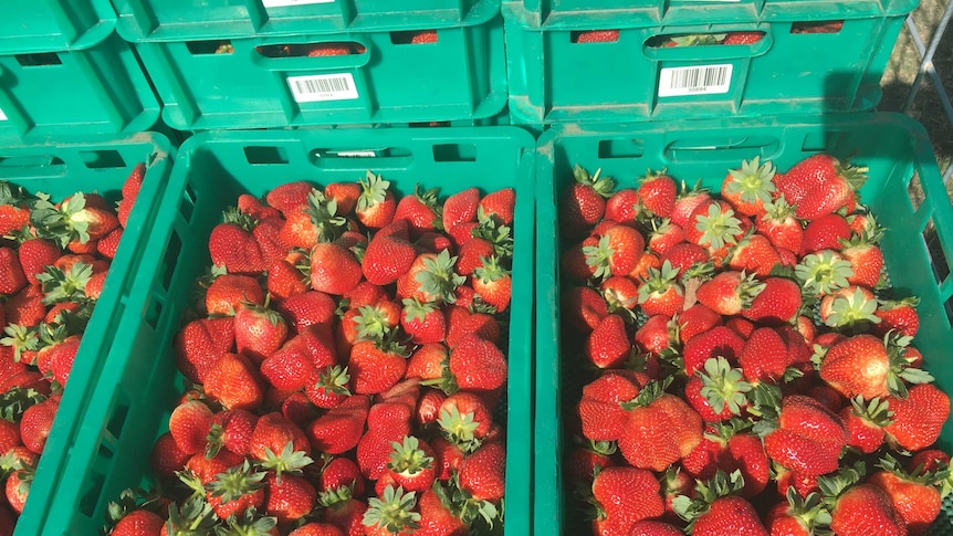 Juicy red strawberries in shallow green crates.
