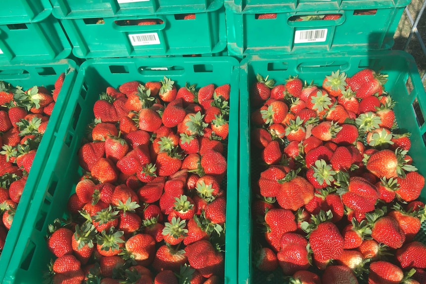 Juicy red strawberries in shallow green crates.