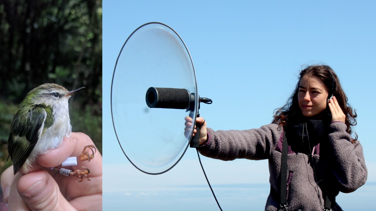 A scientist holding sound recording equipment to capture bird calls and a tiny green wren.