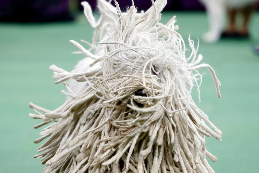 A Komondor runs during competition in the working group at the Westminster dog show 2015