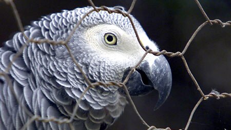 Child-like intellect: Parrots can choose to answer questions correctly or incorrectly. [File photo]