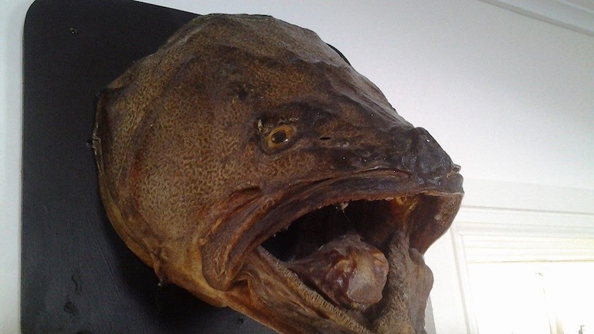The head of a Murray cod mounted on a board, hanging on a wall.