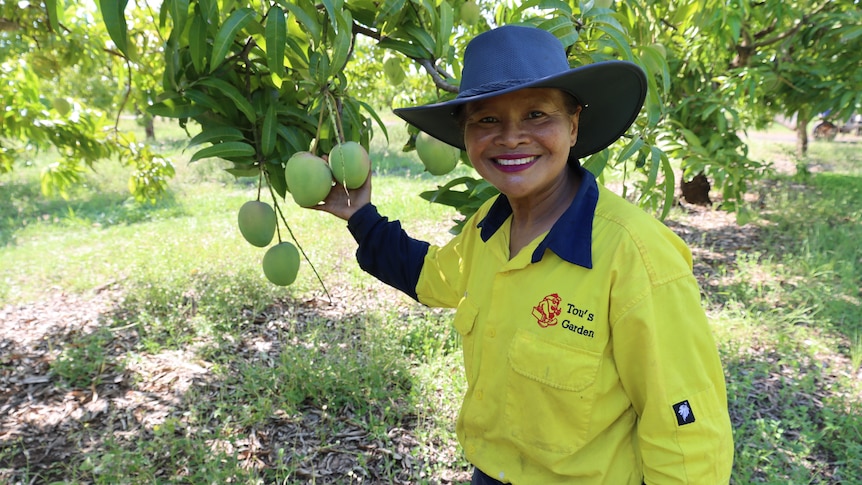 Thai woman with blue hat holds mango yet to be picked from tree