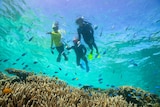 Three snorkelers in the water surrounded by fish and coral.