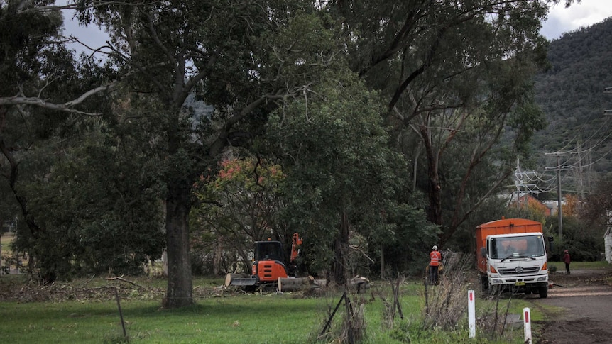Workers cutting down trees and mulching branches