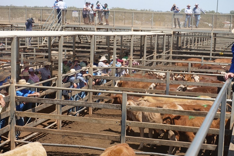Tourists stand on high railings watching buyers watching cattle at the Roma Saleyards.