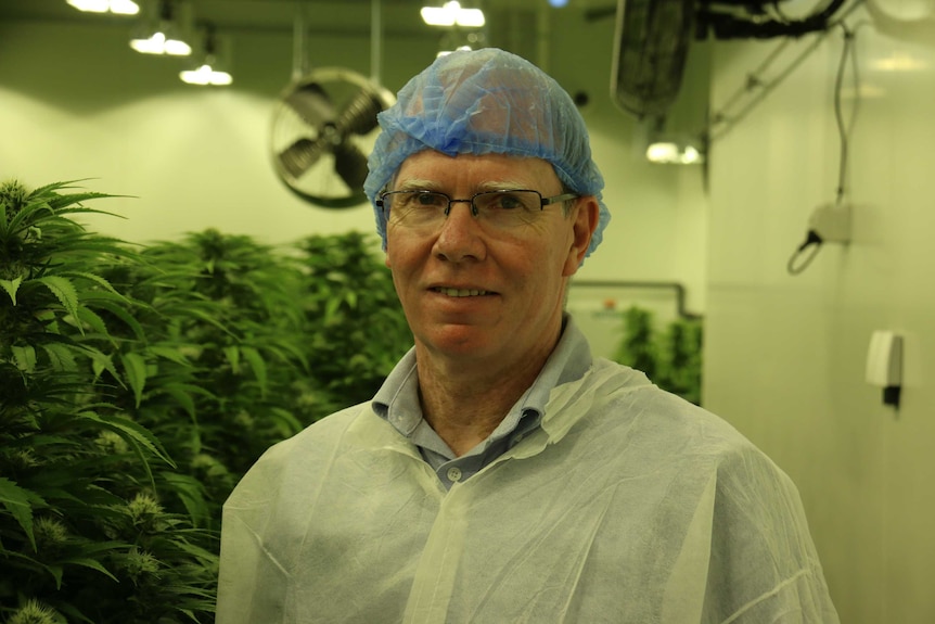 A man with glasses and a hairnet stands in front of a indoor marijuana crop.