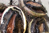 Preliminary tests show some Tasmanian abalone are infected with the Ganglioneuriti virus.