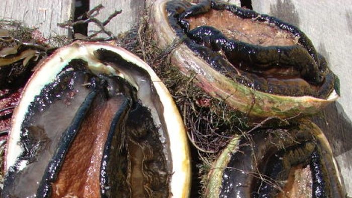 Tasmanian abalone on jetty