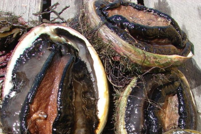 Abalone on a wooden dock.