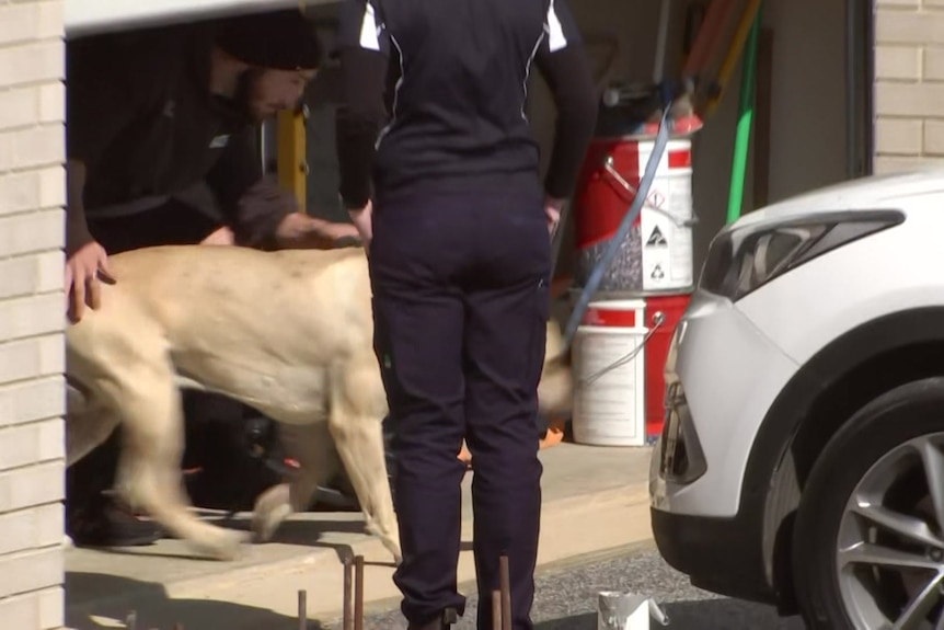 A large dog is lead out of a garage.