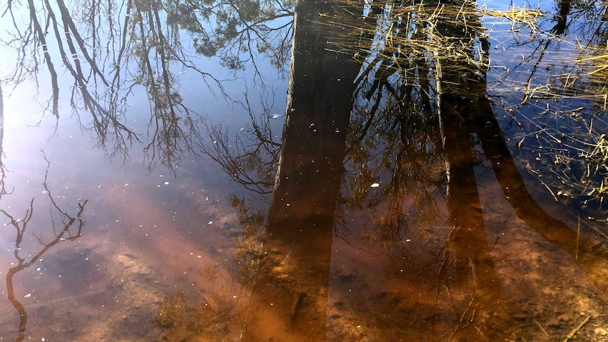 Water that has inundated trees near the Wakool River quickly turns dark.