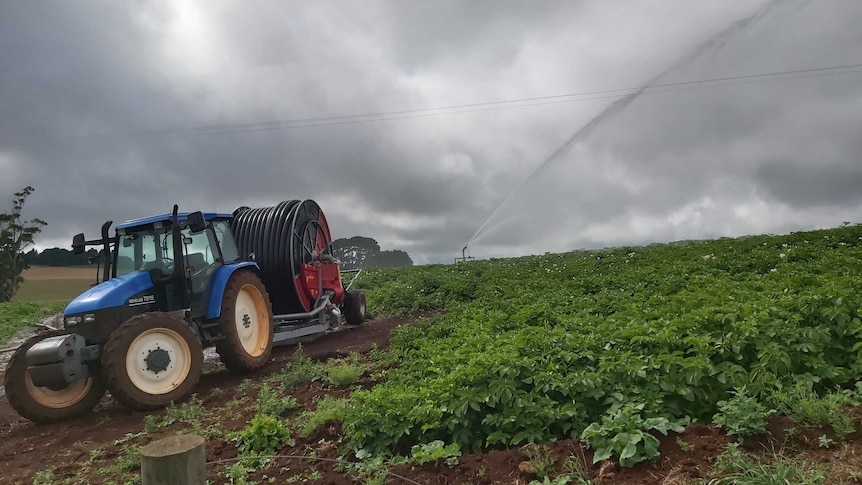 a tractor with a roll of irrigation pipe is parked in a paddock of potatoes as an irrigators sprays water across the crop