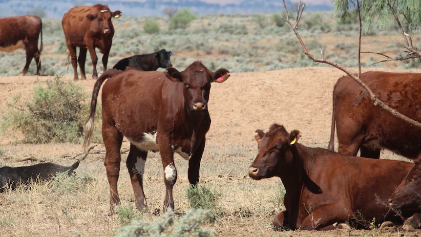 Cattle grazing in the Flinders Ranges