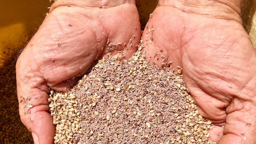 Close-up of psyllium husk in hands