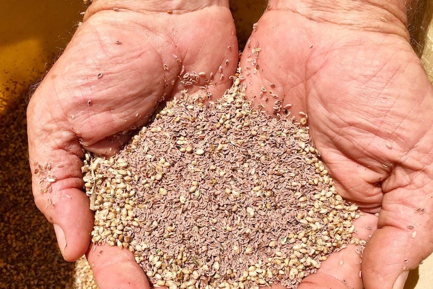 Close-up of psyllium husk in hands