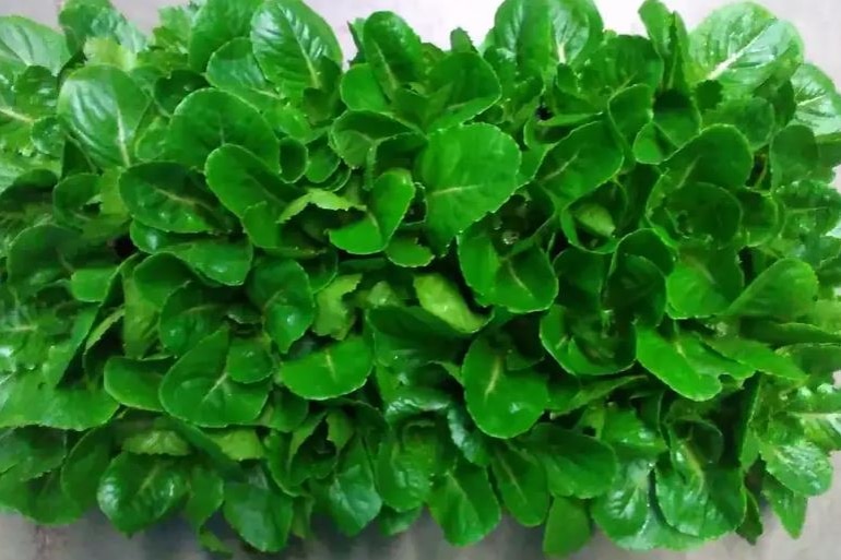 close up of lettuce