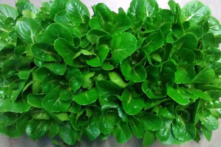 Lettuce close-up