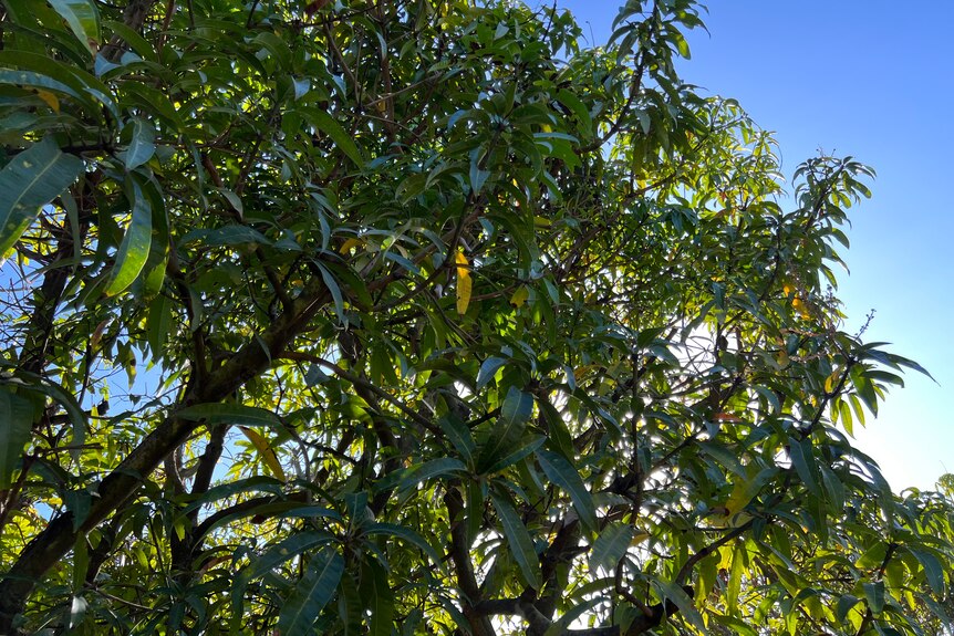 loking up at a mango tree without fruit