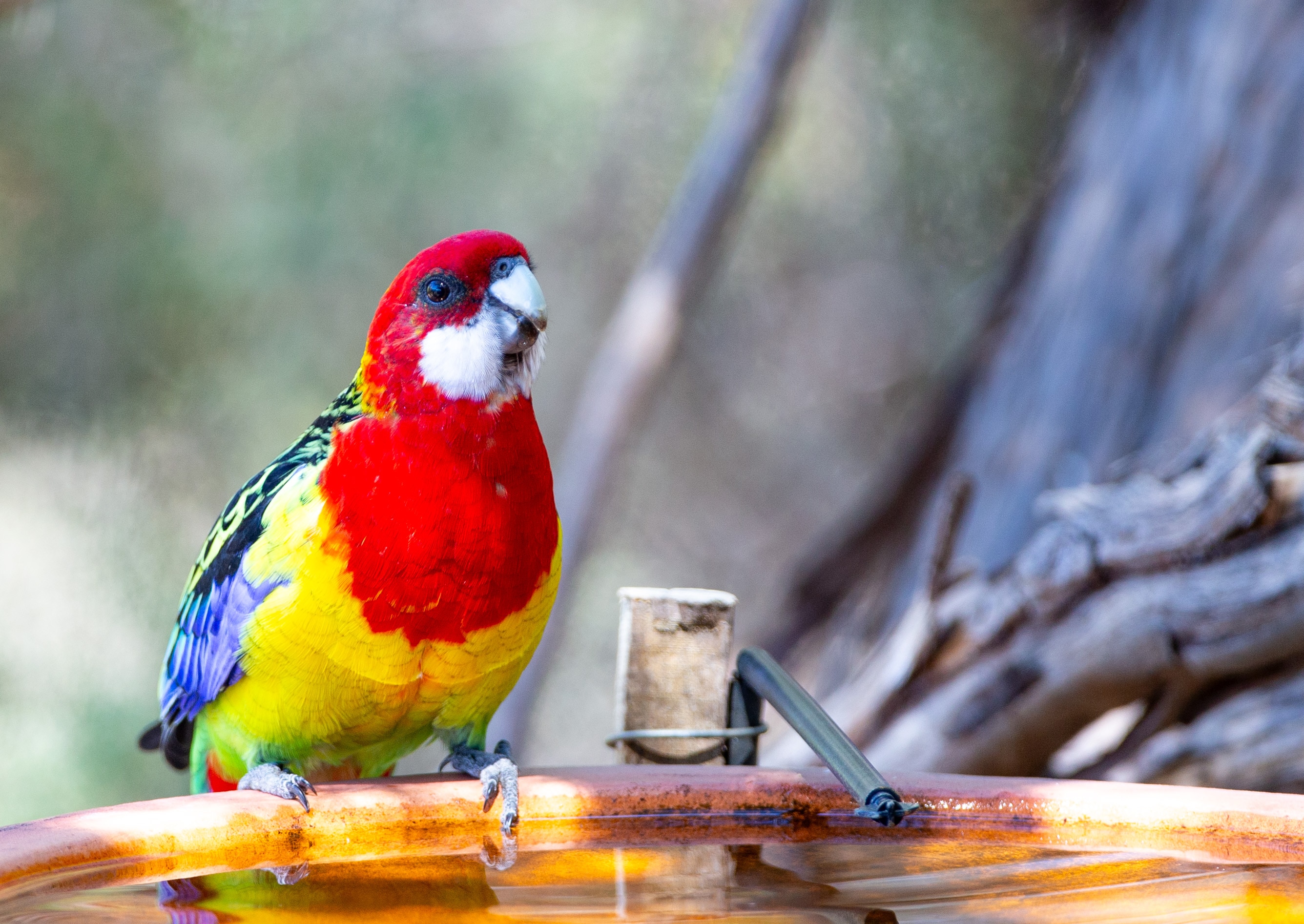 Multicoloured parrot with yellow breast, red neck and head, and white cheek.
